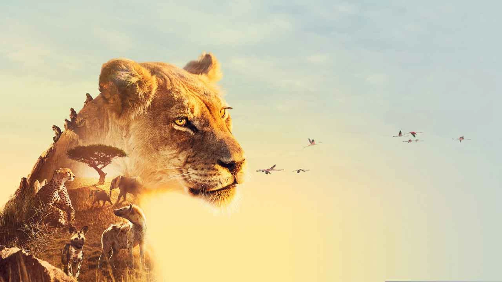 دانلود مستند سریالی Serengeti